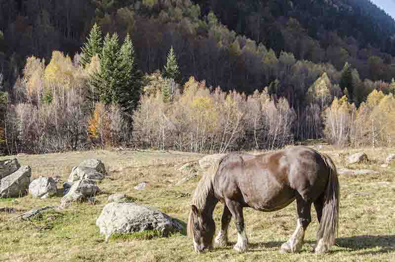 Caballo - Val d'Aran - Lleida - Catalunya 3.jpg